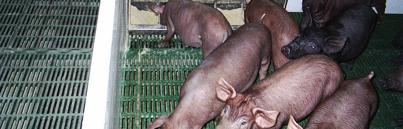 nutricion-animal-Nutersa.jpg nutricion-animal-Nutersa.jpg